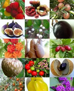 RARE FRUITS MIX sweet edible plant tree fragrant exotic fruit seed pack 15 seeds