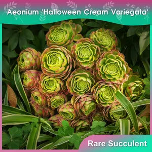 Aeonium 'Halloween Cream Variegata' 10-12 Inch Pastel-Toned Rosette Succulent Large Rare Low Maintenance Gift & Garden Plant