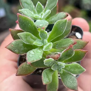 Ruby Slipper Succulent  | Echeveria Colorata in 2” pot