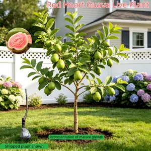 Heirloom Non-GMO Red Heart Guava Tree,Live Bare Root Tree / Bare Root Seedling,Healthy Root System, Ready to Plant – Great for Patio, Garden or Yard Compact easy-to-cultivate fruit tree seed