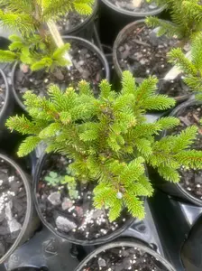 Picea abies 'Mucronata' Norway Spruce