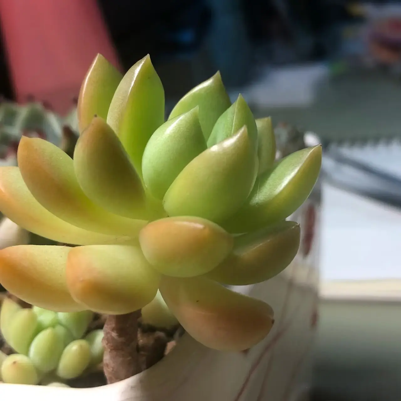 2"Live Succulent Golden Glow 2"Live Succulent Golden Glow