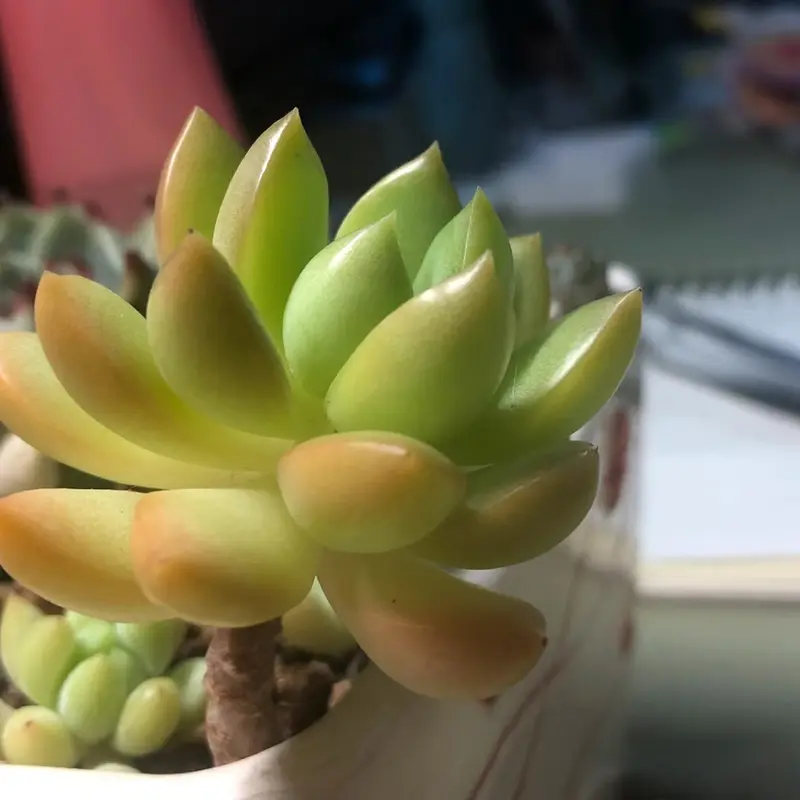glow in the dark succulent care - TikTok Shop