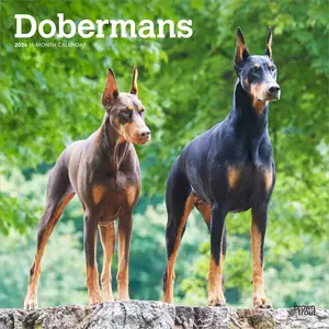 Dobermans | 2026 12 x 24 Inch (Hanging) Monthly Square Wall Calendar | Plastic-Free | BrownTrout | Animals Dog Breeds