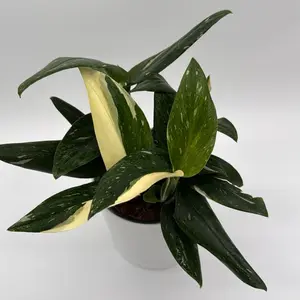 Variegated Monstera Standleyana Cobra Albo 6" Pot House Plant Unique Leaves Beginner Indoor Home Decoration Hardy Plant for Bright Indirect Light