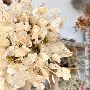 Lunaria Moss ball