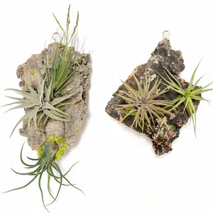Fully Assembled Air Plant Cork Bark Displays- Multiple Sizes
