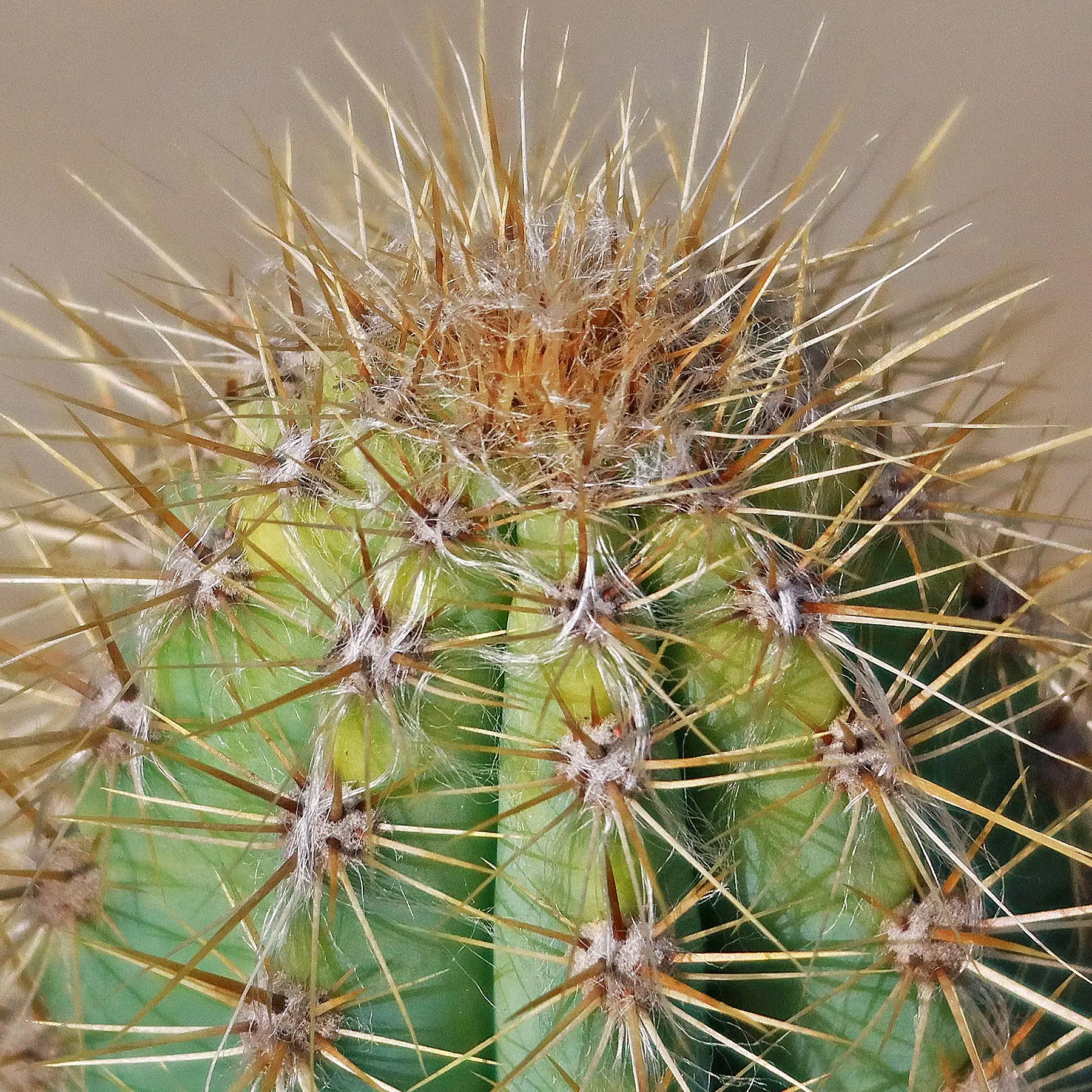 Brazilian Blue Cactus - Blue Columnar Cactus 'Pilosocereus azureus' -  TikTok Shop