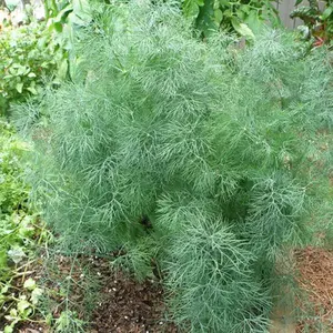 Dukat Dill (Anethum graveolens 'Dukat') Organic Seeds – Sweet Mild Flavor, Excellent for Fresh Culinary Use
