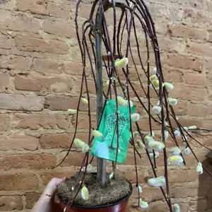 PussyWillow tree