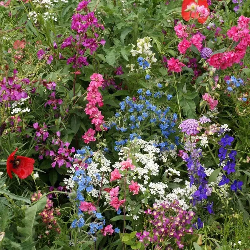 1000pcsOutsidepride Wildflower Seeds Mix - Heirloom Garden Seeds for Partial Shade in All States
