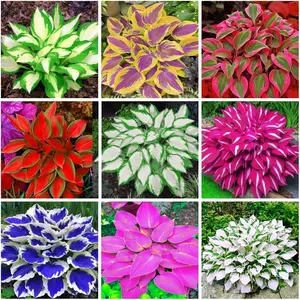 1000+ Hosta Seeds (Shade-Tolerant Perennials) - Easy to Grow, Low Maintenance & High Ornamental Value for Gardens/Pots