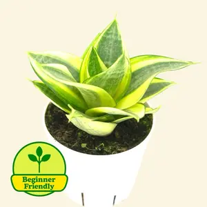 Golden Hahnii Snake Plant 4" - Low Maintenance House Plant, Beginner Friendly, Easy Care Indoor Plant