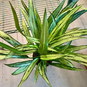 Aglaonema Cutlass XL - 8” pot