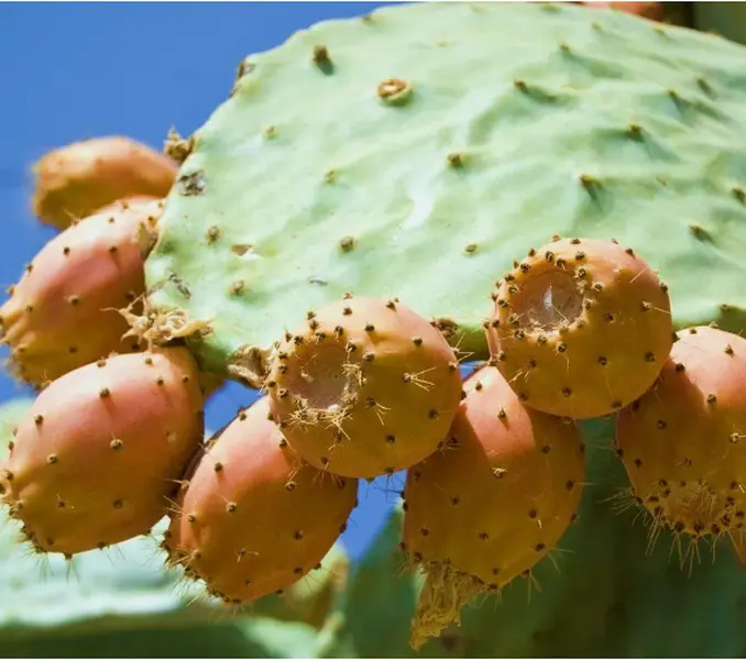 NOPAL YELLOW FRUIT nopalina nopalea exotic edible cactus sweet juice 20 SEEDS