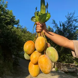 Gnome Kent Mango Tree, real plant, sweet, fiber-free fruit, self-pollinating, suitable for indoor and outdoor cultivation, low-maintenance garden or orchard fruit tree.