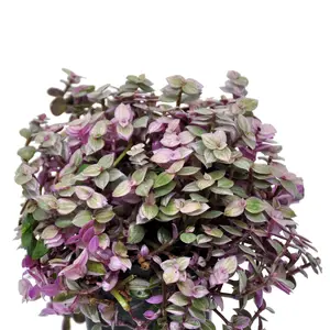 Live Callisia Repens Plant - Pink Lady Plant - Creeping Inch Plant - Turtle Vine Plant - Pink Tradescantia Plant - 4 Inch Pot