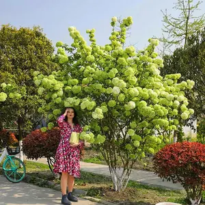 50+ Premium White Hydrangea Tree Seeds – Gorgeous, Large-Flowering Ornamental Shrubs for Your Garden