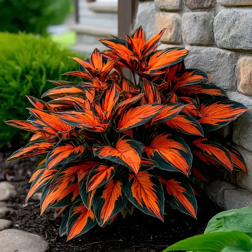 800+ Mixed Color Hosta Seeds | Shade-Loving Perennials with Stunning Foliage | Easy to Grow, Low Maintenance & Perfect for Pots or Garden Beds | Year-Round Beauty for Any Space