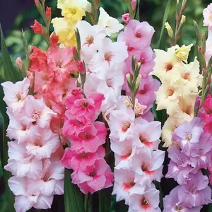 Gladiolus - ‘Pastel Blend’’-(5) Flower Med Bulbs - Tall Lily