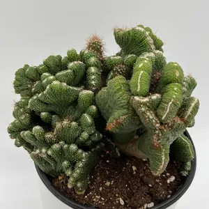 Coral Cactus Pot 6 - Bright Light Low Maintenance Jenna Cactus for Sunny Spots Minimal Watering Needs Unique Shape Vibrant Color