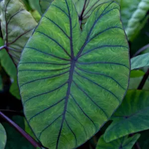 Elephant Ear starter plant - 'Blue Hawaii' Colocasia esculenta - Live Plant in pot 3" to 6" tall