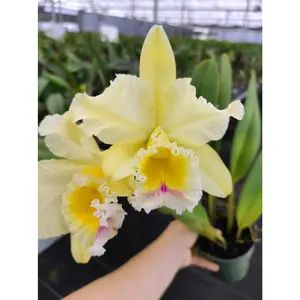 Rhyncholaeliocattleya Vida Andina