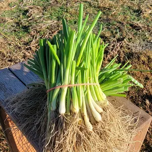 Hoss Yellow Cipollini Onion Plant Bundle | 50 Plants | Long-Day Onion Plants