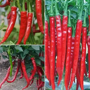 100Pcs Long Chili Pepper Seeds for Planting - Variety Pack of Hot Peppers for Gardens Containers or Greenhouses - Easy to Grow Spicy Flavors Abundant Harvest