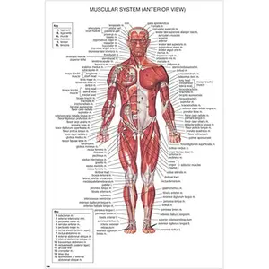 Muscular System Diagram Medical Educational Aid Health Body Detailed Poster 24X36 Decor Decoration