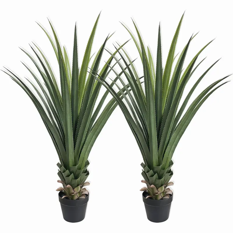 agave maximiliana - TikTok Shop