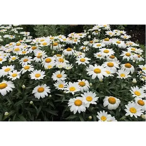 Shasta Daisy - Alaska, White Blooms, Perennial, Full Sun, Zones 5-9