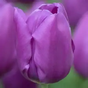 Blue Beauty Tulip BULBS - Fall PLANTING ,SRRING FLOWERING!