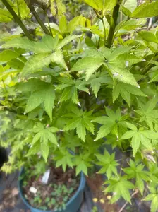 Acer palmatum 'Summer Gold' Yellow Japanese Maple