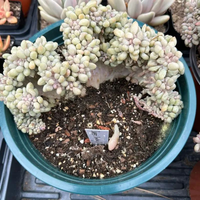 Pachyphytum 'Sweet Dumpling' crested (around 7'') - Bare Root Succulents - Terra Tales