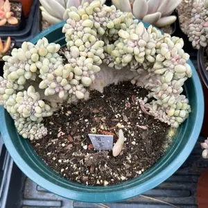 Pachyphytum 'Sweet Dumpling' crested (around 7'') - Bare Root Succulents - Terra Tales