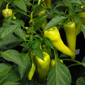 Organic Sweet Banana Pepper Seeds (Capsicum annuum) – Mild and Sweet, Versatile for Salads, Pickling, and Cooking – 10+ Seeds
