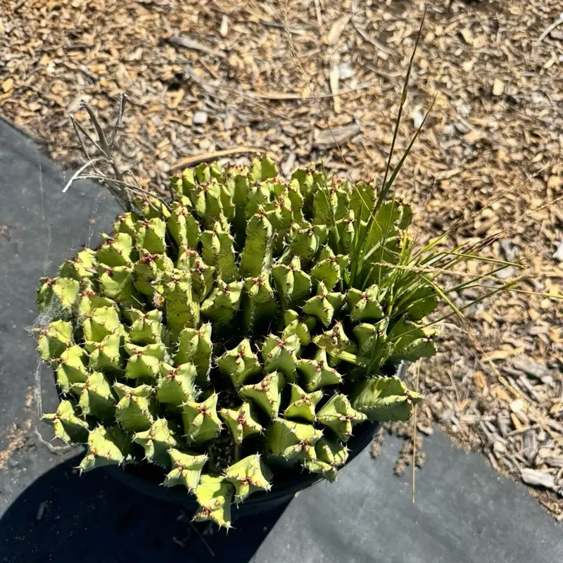 Euphorbia Resinifera Ships Bare roots Cactus Plant