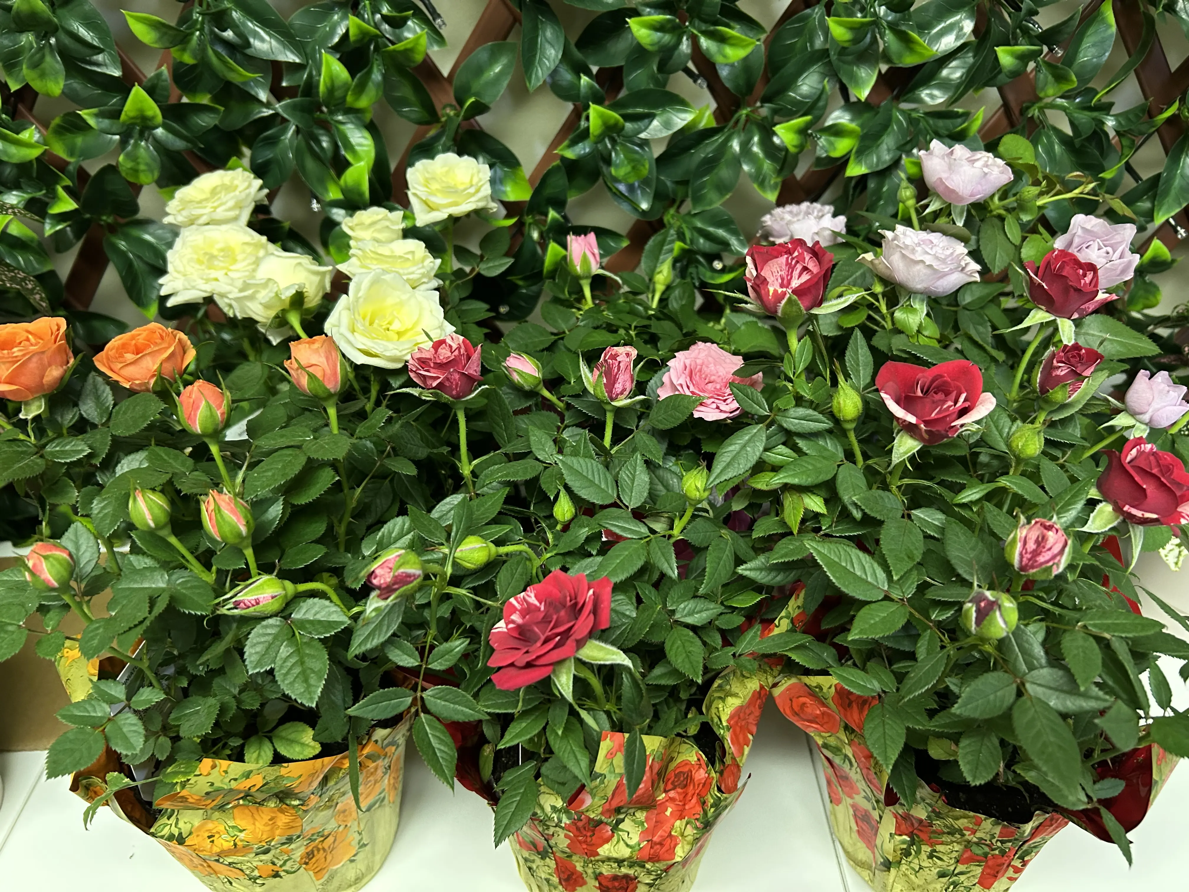 4-inch Mini Rose Plant
