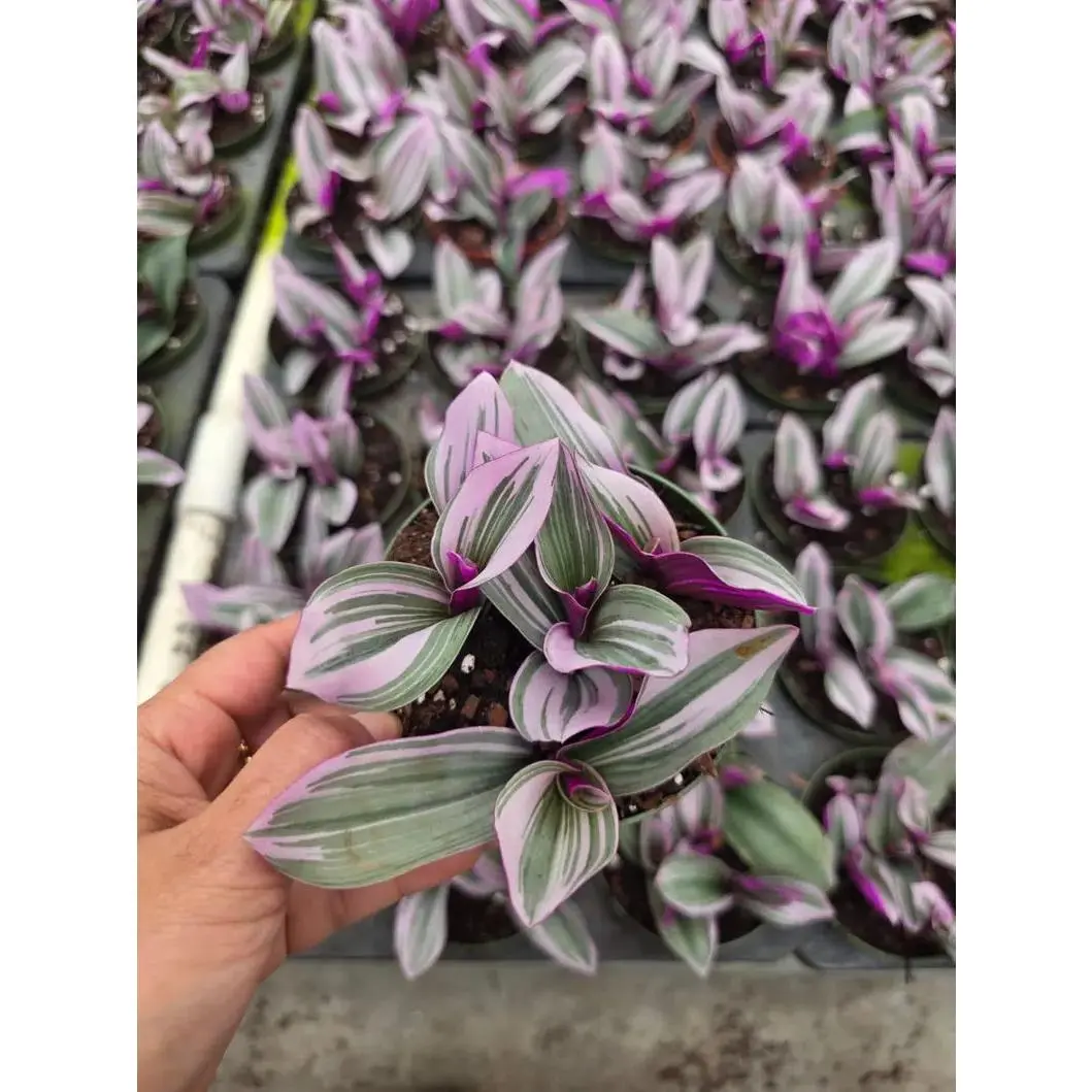 Tradescantia Nanouk in a 4" Nursery Pot - Pink Purple Houseplant - Indoor Trailing Plant - Easy Care Live Plant