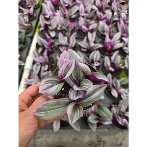 Tradescantia Nanouk in a 4" Nursery Pot - Pink Purple Houseplant - Indoor Trailing Plant - Easy Care Live Plant