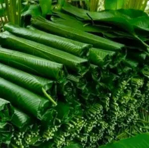 Hojas de mashan Guatemalteco precio por manojo