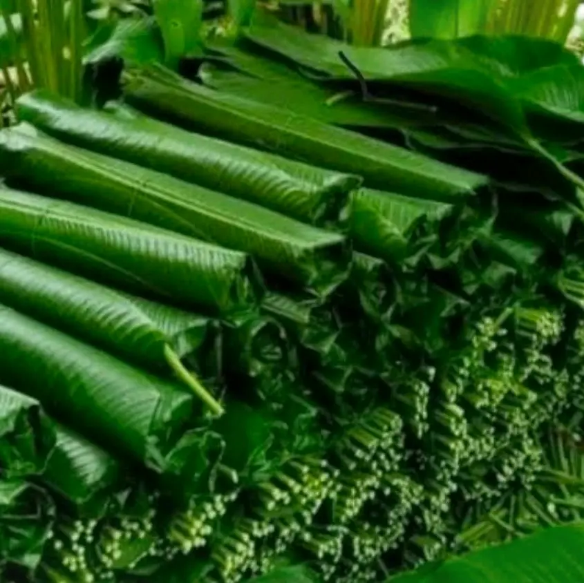 Hojas de mashan Guatemalteco precio por manojo