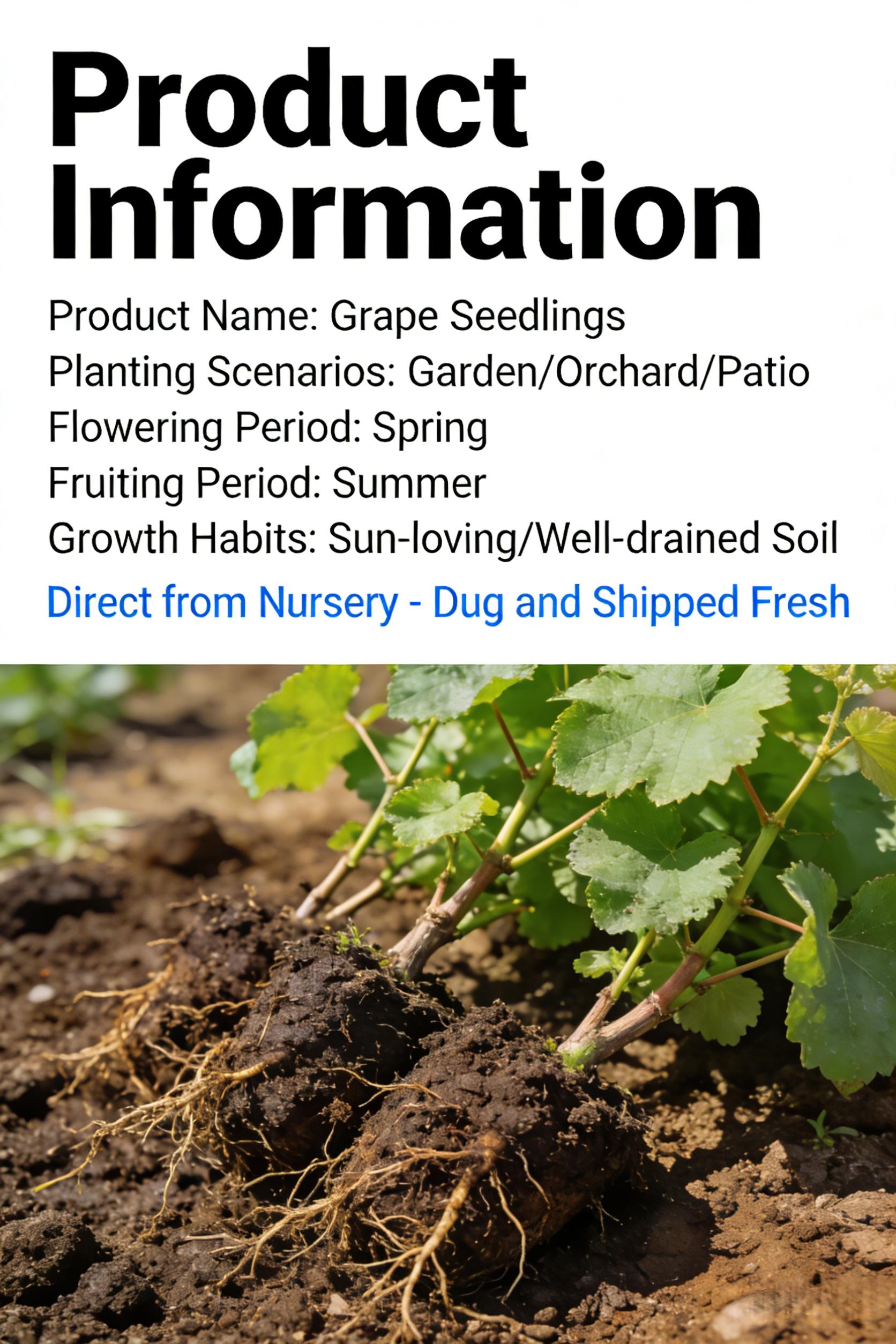 Grape Seedling Potted Plants – Great for Small Gardens & Pots, Ready to Plant