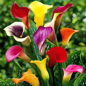 Mix Color Calla Lily Seed Zantedeschia Perennial Flower Bulbs, Picasso White Purple & Bright Red Orange Yellow Pink Blooms, Easy to Grow Garden Planting Bulbs