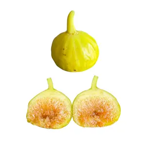 Yellow Greek Fig Tree