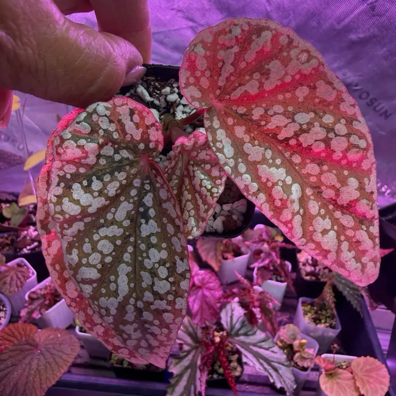 Begonia Variegated Snow Cap