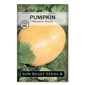 Atlantic Giant Pumpkin Seeds
