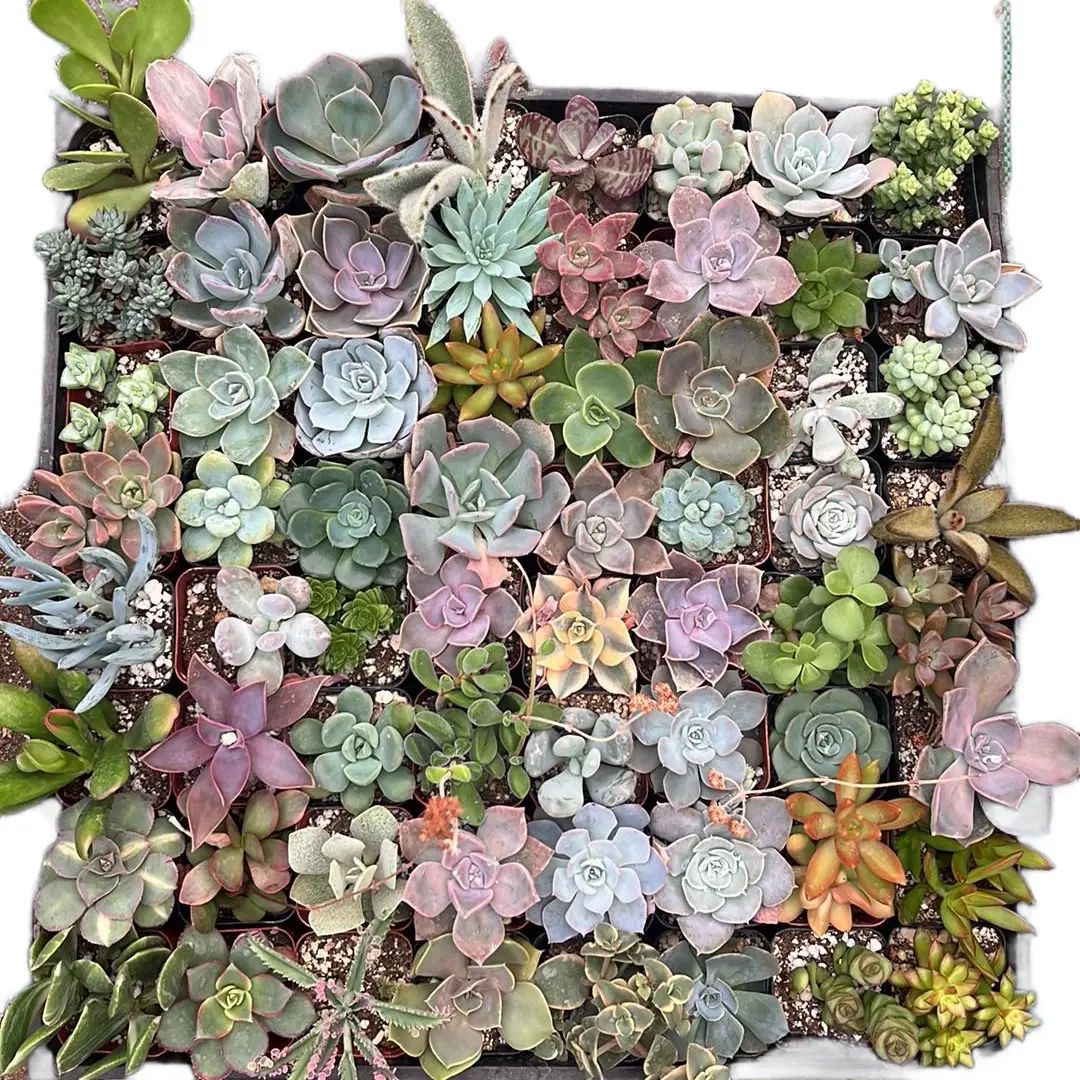 2” Mixed flat of Succulents 2” Mixed flat of Succulents