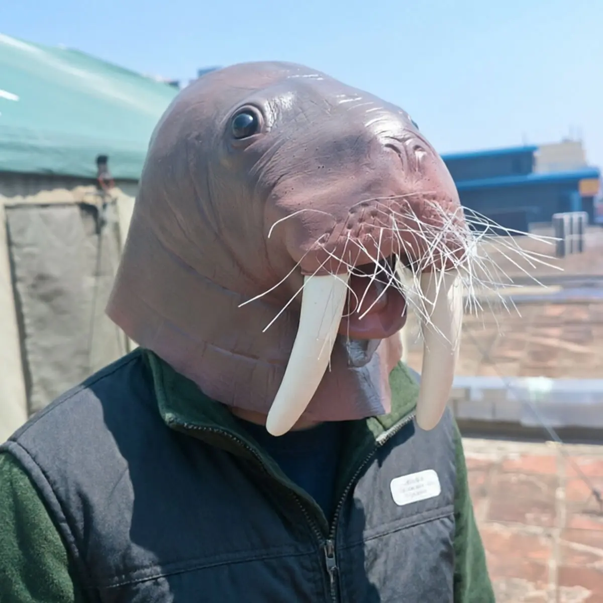 Adult Soft Latex Walrus Animal Full-Face Mask - Real Tusks, Comfortable Full-Face Costume Headgear for Festive & Party Supplies (Part 3), One-Piece
